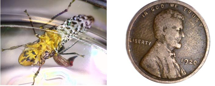 AD4113TL-img2.jpg AD4113TL-img2.jpg